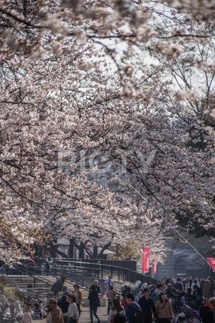 写真のタイトルが入ります