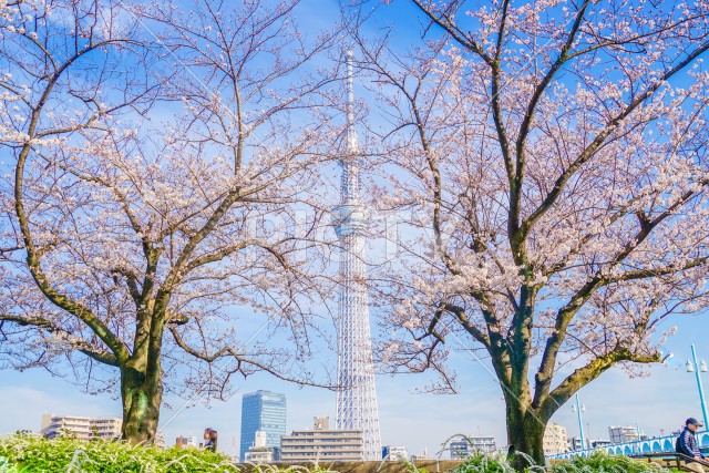東京スカイツリーと桜