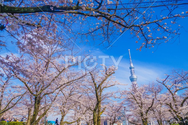 東京スカイツリーと桜