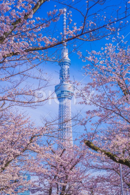 東京スカイツリーと桜