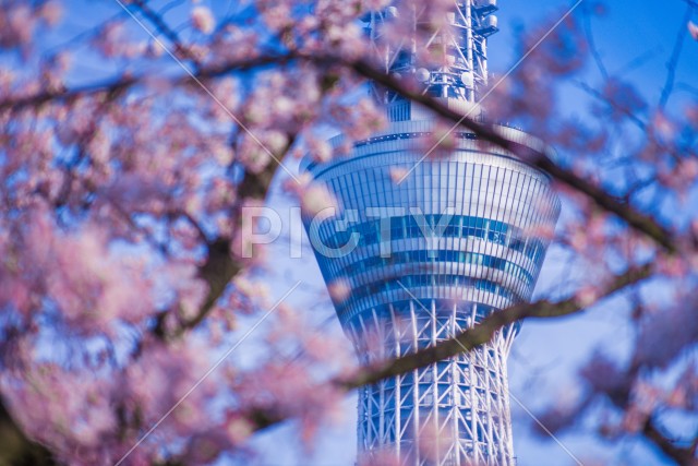 東京スカイツリーと桜