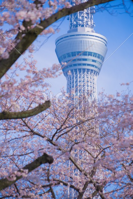 東京スカイツリーと桜
