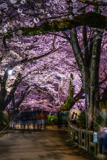 井の頭恩賜公園（井の頭公園）の夜桜