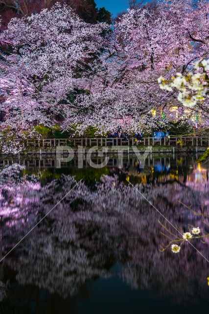 井の頭恩賜公園（井の頭公園）の夜桜
