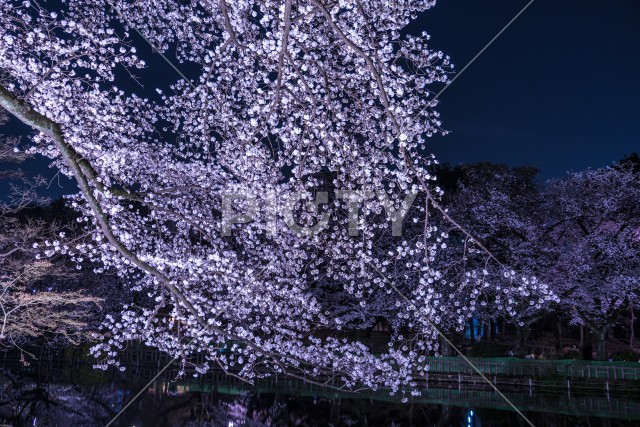 井の頭恩賜公園（井の頭公園）の夜桜