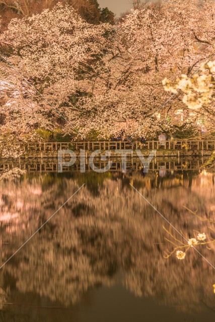 井の頭恩賜公園（井の頭公園）の夜桜