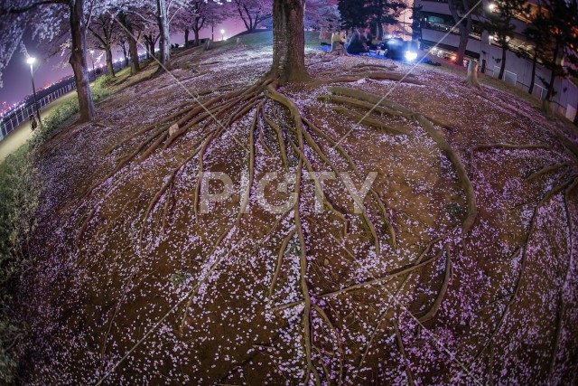 横浜みなとみらいの夜桜