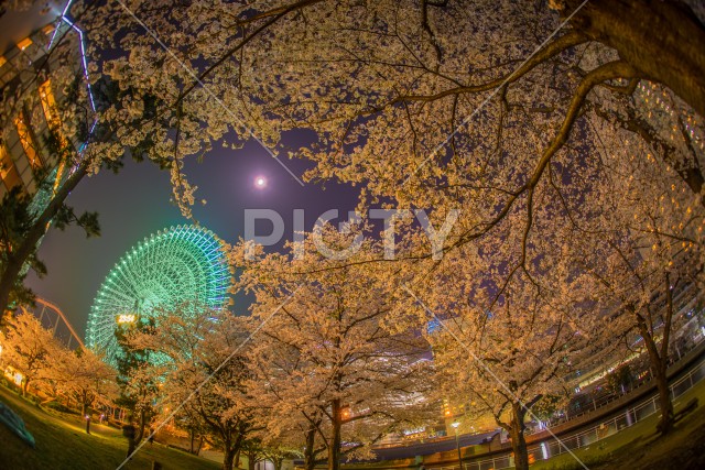 みなとみらいの夜桜と観覧車
