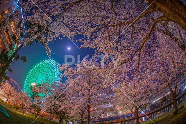 写真のタイトルが入ります