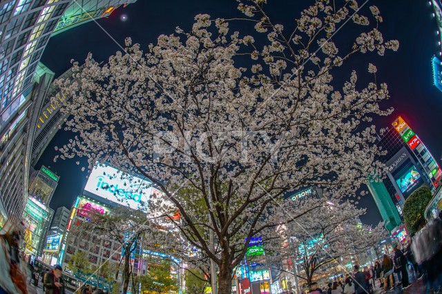 写真のタイトルが入ります