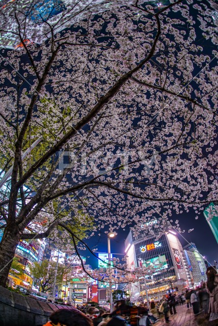 渋谷駅前の桜