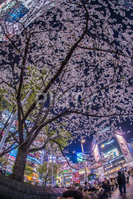 渋谷駅前の桜