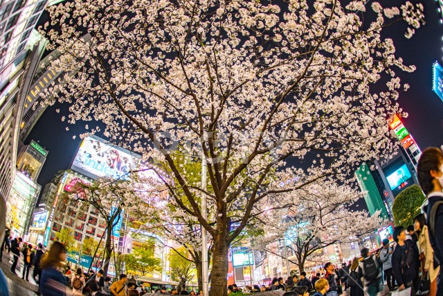 写真のタイトルが入ります