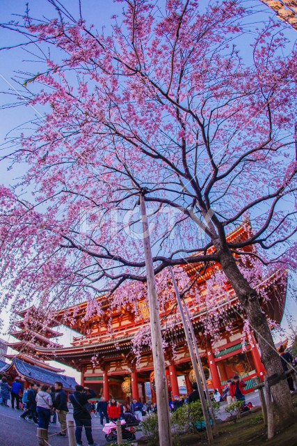 写真のタイトルが入ります
