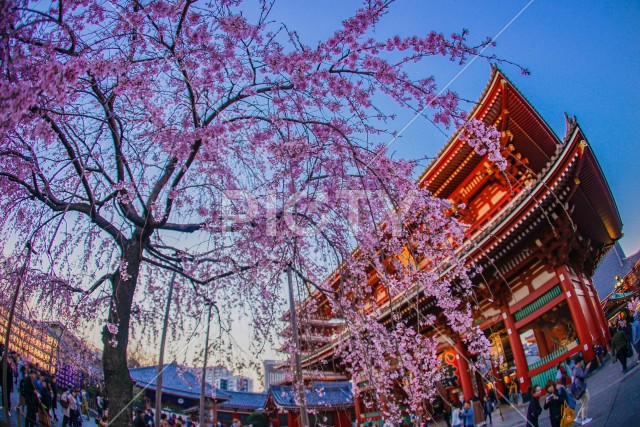 写真のタイトルが入ります