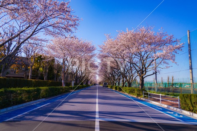 写真のタイトルが入ります