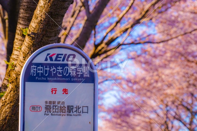 写真のタイトルが入ります