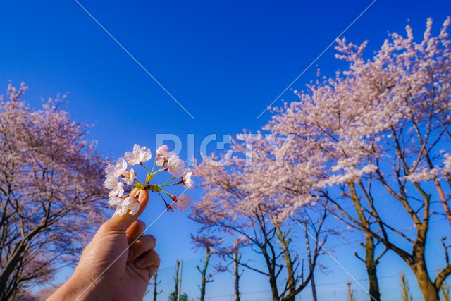 写真のタイトルが入ります