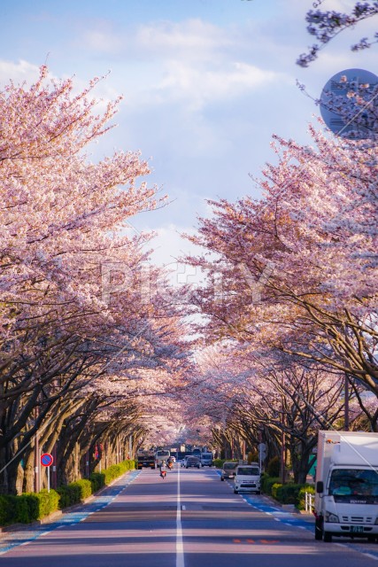 写真のタイトルが入ります