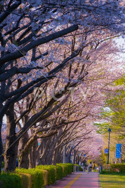写真のタイトルが入ります