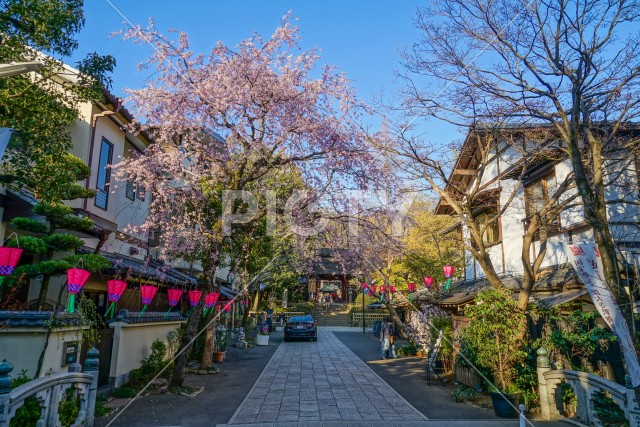 調布市深大寺の桜と街並み
