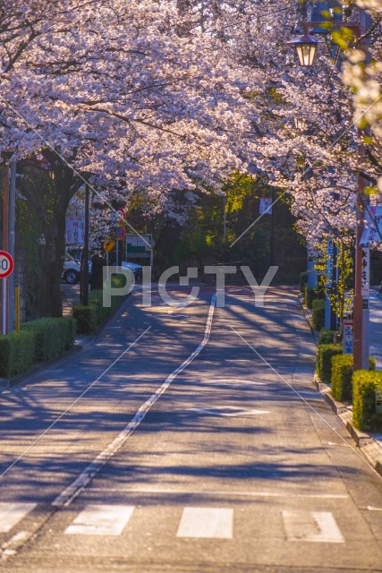 写真のタイトルが入ります