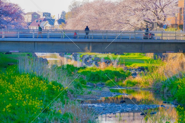 春の野川（東京都調布市）