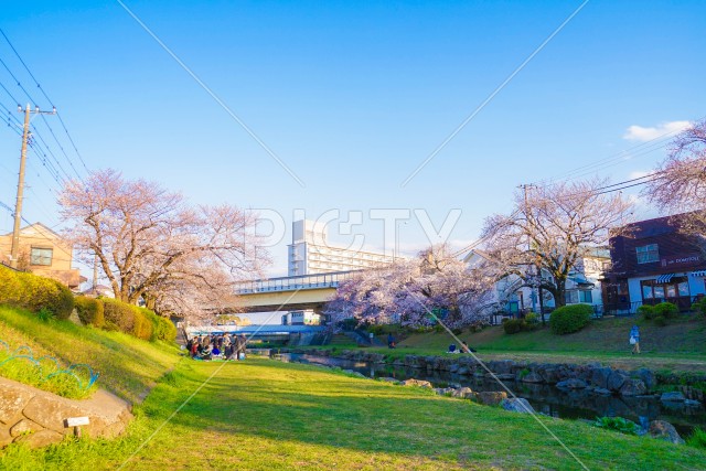 春の野川（東京都調布市）
