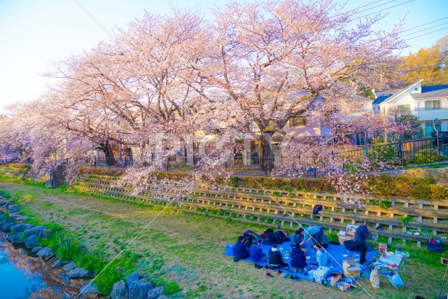 春の野川（東京都調布市）