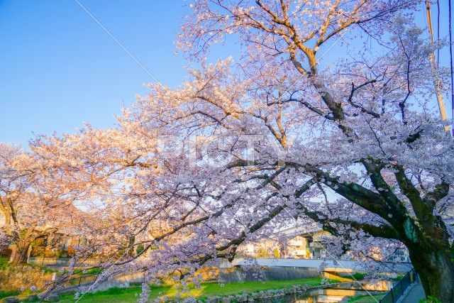 春の野川（東京都調布市）