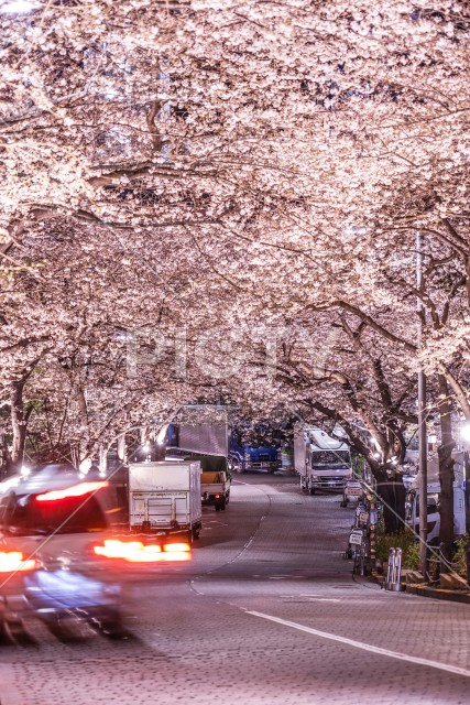 六本木一丁目の桜のトンネル