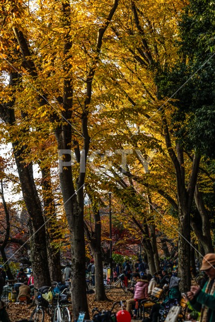井の頭恩賜公園（井の頭公園）の紅葉