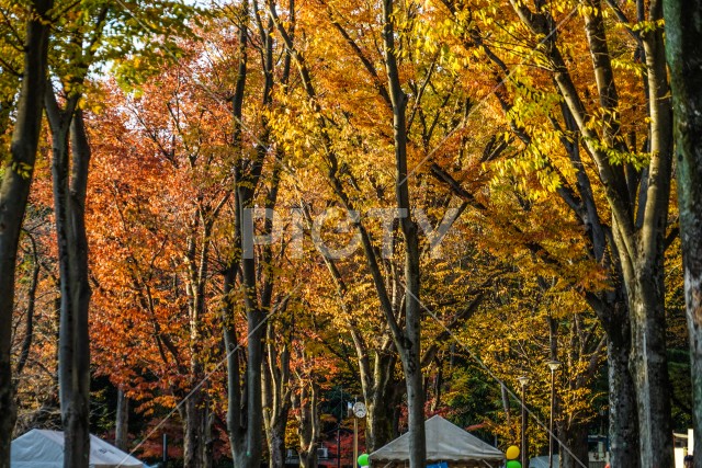 井の頭恩賜公園（井の頭公園）の紅葉