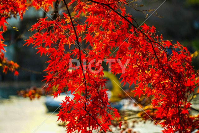 井の頭恩賜公園（井の頭公園）の紅葉