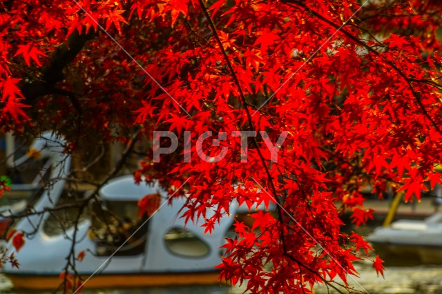 井の頭恩賜公園（井の頭公園）の紅葉とアヒルボート