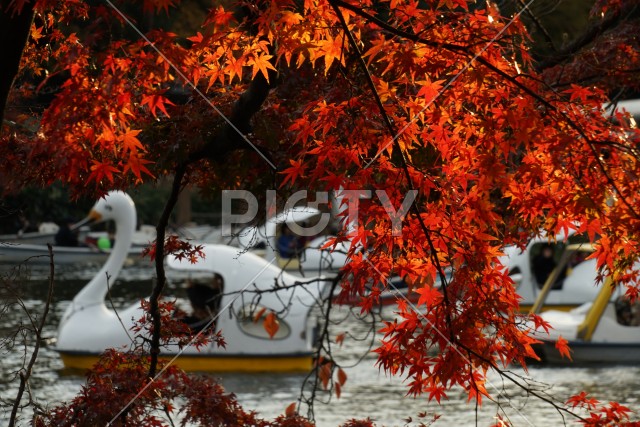 井の頭恩賜公園（井の頭公園）の紅葉とアヒルボート