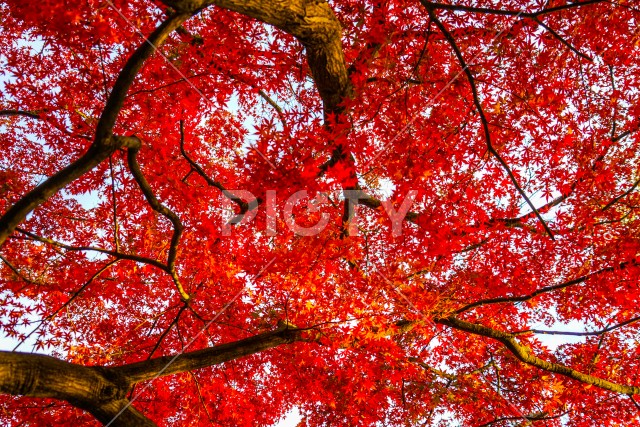 写真のタイトルが入ります