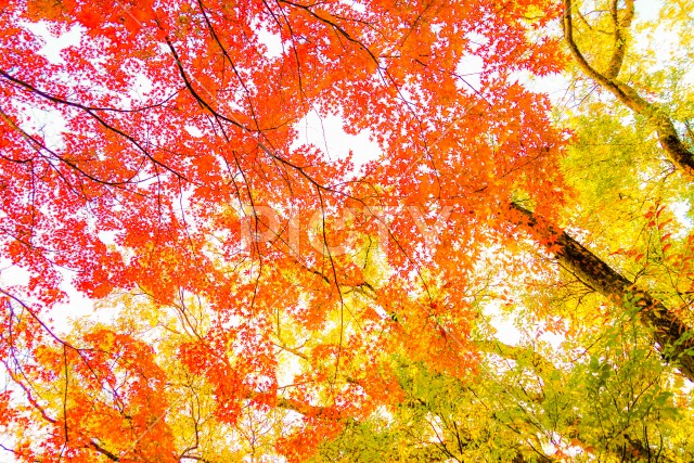 井の頭恩賜公園（井の頭公園）の紅葉