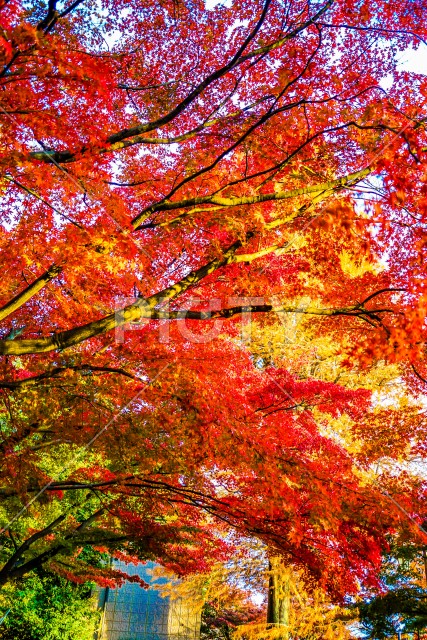 井の頭恩賜公園（井の頭公園）の紅葉