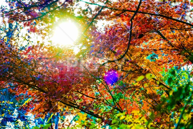 井の頭恩賜公園（井の頭公園）の紅葉