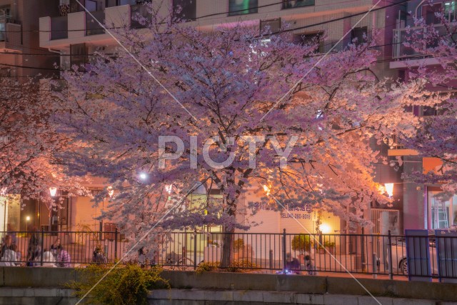 大岡川の夜桜
