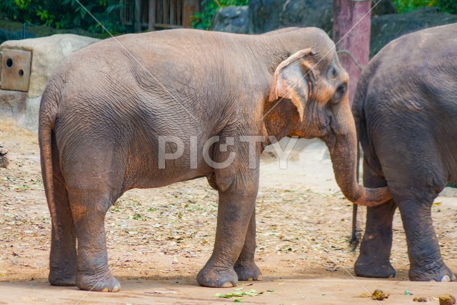 シンガポール動物園の象