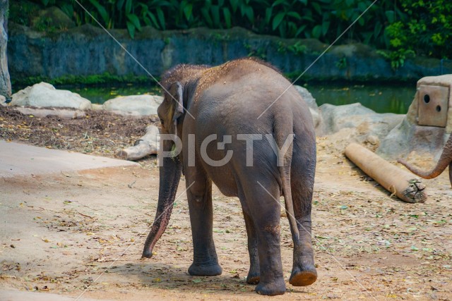 シンガポール動物園の象