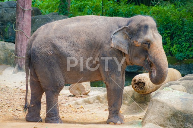 シンガポール動物園の象
