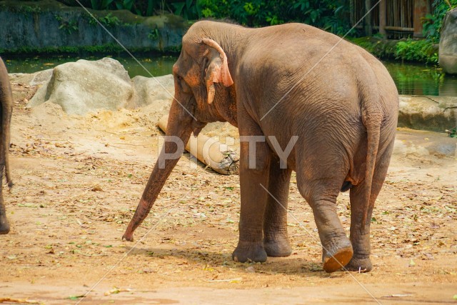シンガポール動物園の象