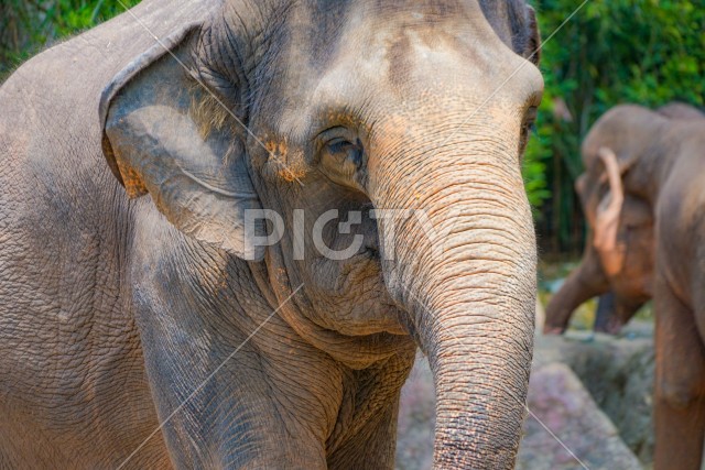 シンガポール動物園の象