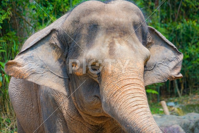 シンガポール動物園の象