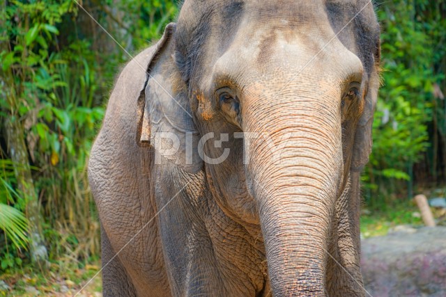シンガポール動物園の象