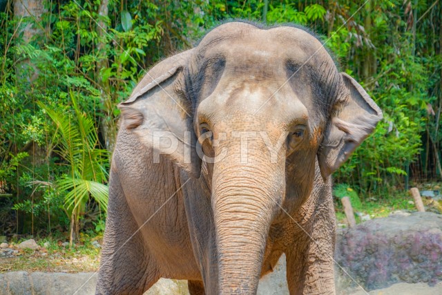 シンガポール動物園の象