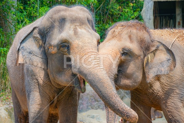 シンガポール動物園の象
